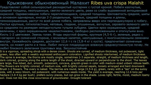 #Крыжовник #Крылоорешник #Куст перистый Декоративные кустарники32 Декоративные растения