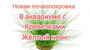 Новая почвопокровка в аквариуме с креветками _Элеохарис парвула мини_