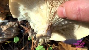 Рядовка фиолетовая цветочная и говорушка дымчатая - как отличить? Показываю для начинающих грибнико