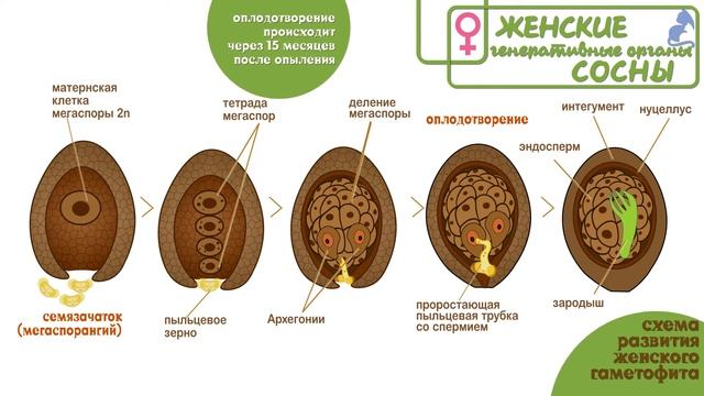 ГОЛОСЕМЕННЫЕ растения часть 3.Цикл сосны обыкновенной