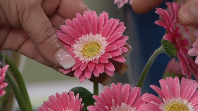 Roberta's 6-Piece Super Sweet Hardy Gerber Daisies on QVC смотреть онлайн