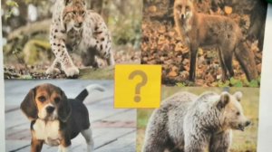 Обучающий видеоролик Тема "Животные леса" викторина