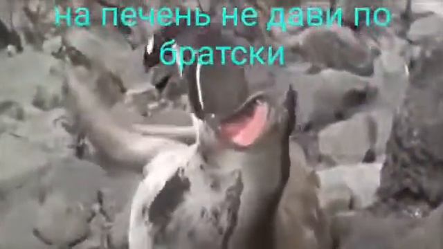 Приколы. Пингвин делает больно котику смотреть онлайн