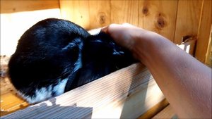 Вислоухие кролики. Кролики породы баран. Разводить Заводить или НЕТ?