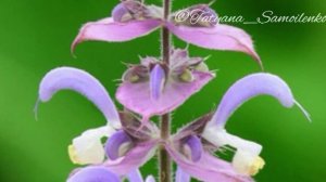 Эфирные масла для женщин