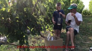 Простой способ борьбы с осами и шершнями! Обновленная конструкция!