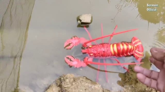 Koi Fish, Chef Fish, Ornamental Fish and Toys, Sea Animals, Shark, Lobster, Crocodile, Crab, Part13 смотреть онлайн