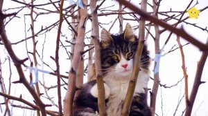 Кошка мяукает мяу Весёлые котята танцуют и поют Мяуканье кошек для детей