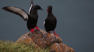 Птицы русской Арктики.mp4