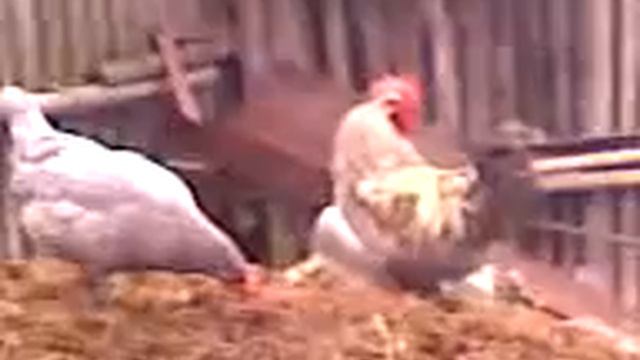 Видео на15с петух кукарекает.3gp смотреть онлайн