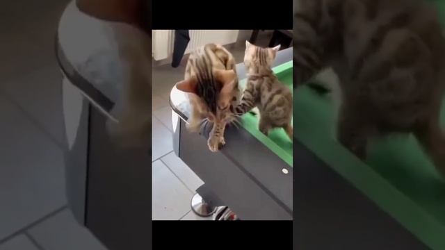 Смешные котики