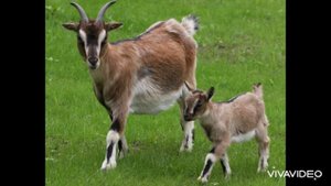 2.ДЕРЕВЕНСКИЕ ЖИВОТНЫЕ: Звуки козы, звуки коз, как делает коза, как блеет коза, Goat sound, animal