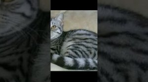 Песня мяу-мяу-мяу с кошками.