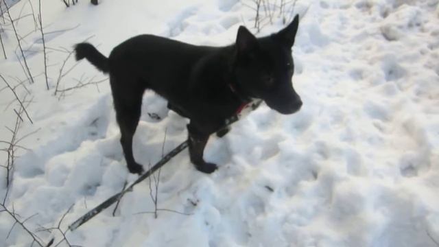 АРИШКА СЛЕДОПЫТ смотреть онлайн