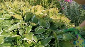 Как отремонтировать подгоревшую хосту