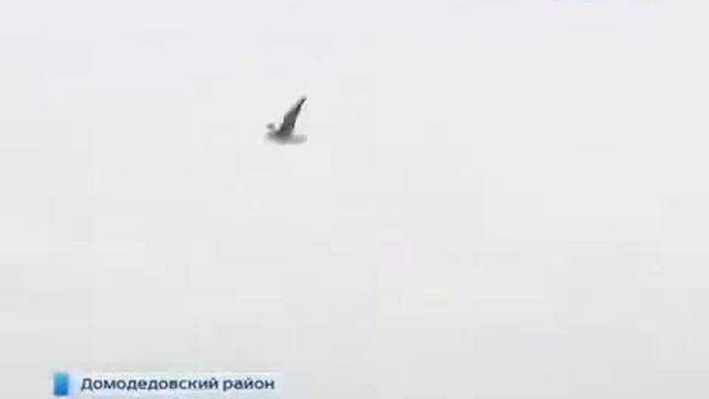 Соколиная охота  древнее искусство возрождают в Подмосковье