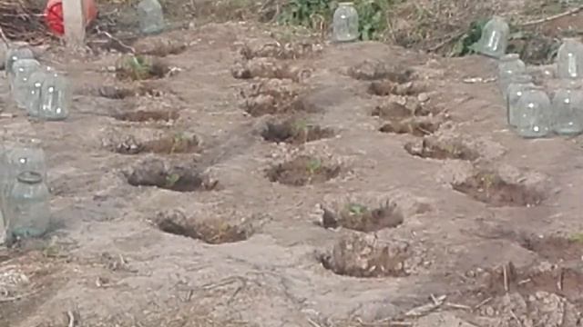 Киви в Таджикистане смотреть онлайн