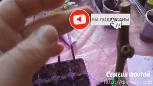 Виноград из черенков Северный Урал