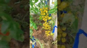 черри"Песчаная буря"