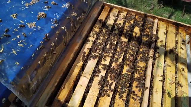 Обработка отваром полыни и хвойным экстрактом. смотреть онлайн