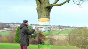 Создание искусства, Прозрачное Дерево