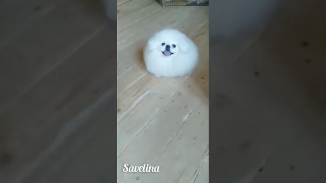 Питомник пекинесов "Савелина" - Олимпан продаётся смотреть онлайн