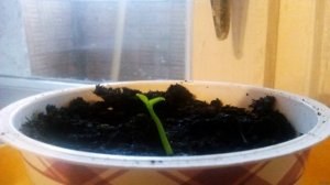 Как вырастить грейпфрут из косточки