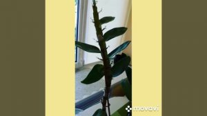 Дендробиум Нобиле пересадка