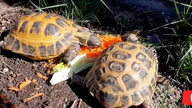 Содержание СУХОПУТНОЙ ЧЕРЕПАХИ ?Ключевые моменты смотреть онлайн