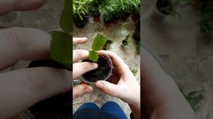 как размножить декабрист сигментом листа