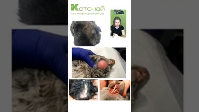 Стоматология грызунов, Основные болезни ротовой полости крыс и кроликов смотреть онлайн