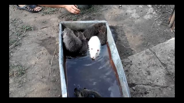 купание нутрий смотреть онлайн