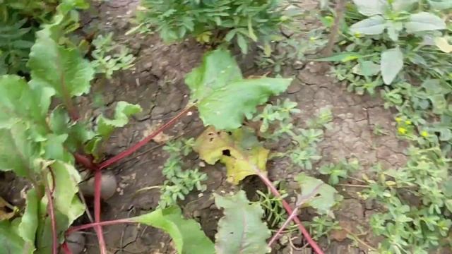Посадка на кубани. Кукуруза фасоль тыква. Тыква и кукуруза на грядках. Совместные посадки тыква кукуруза. Тыква кукуруза и фасоль на одной грядке