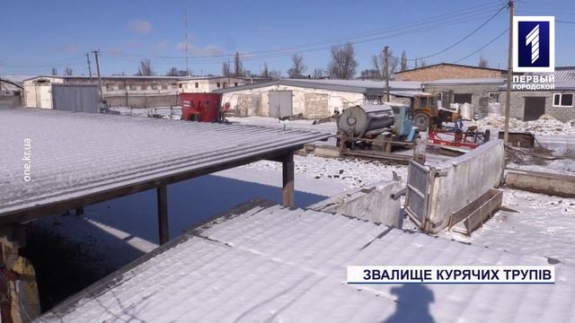 Трупи курей викинули поблизу Кривого Рогу смотреть онлайн