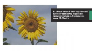 Прогрессивное возделывание подсолнечника