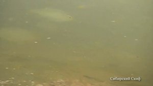 Подводная камера Калипсо UVS-03 Plus/Окунь. Плотва. Карась. Подводная съёмка. Глубина два метра