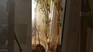 🌾Остатки урожая🍂зола подсолнуха🌻