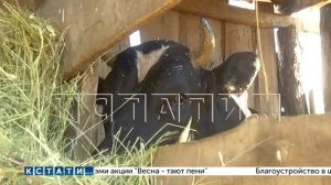 Бык, которого избивали пастухи, напал на человека и убил его