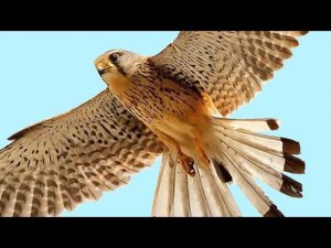 "Сказ о Ясном Соколе. Прошлое и настоящее" (Николай Левашов )