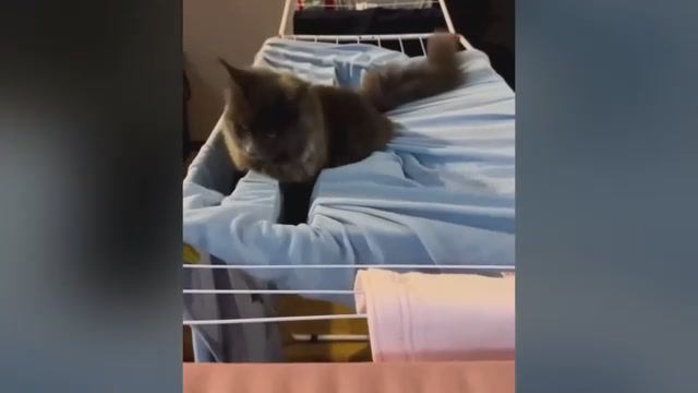 смешные случаи с животными 47