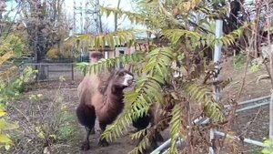 Красивое животное