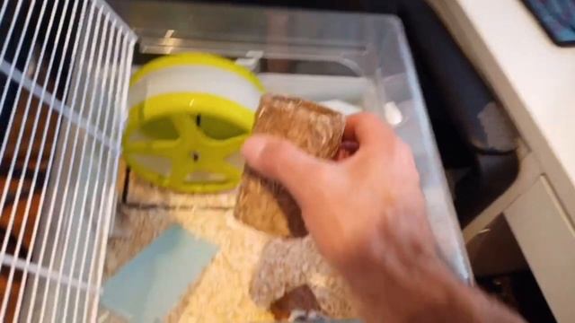 ОБУСТРОЙСТВО КЛЕТКИ РОБИКОВ??// 3 хомячка???// яХрумка смотреть онлайн