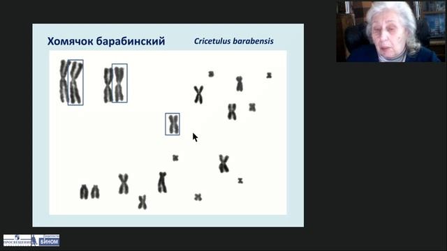 Кариотипы и хромосомы. Практическое занятие по кариологии