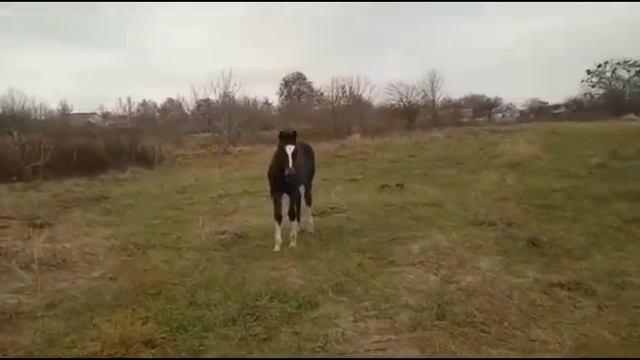 Мажор.Теткино. смотреть онлайн