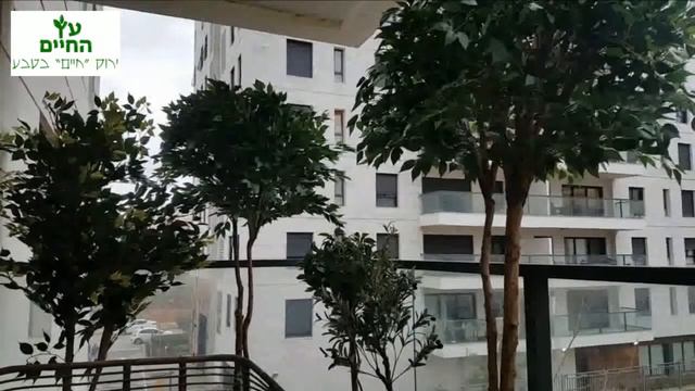 עץ החיים מעצבים יחדיו ירוק טבעי  איך לעצב עם צמחייה גבוהה במרפסת או גינה ולתת הרגשה של פרטיות?
