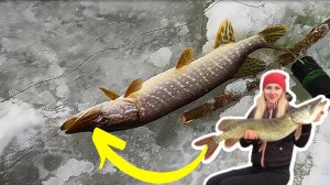 Ставим жерлицы на щуку || На рыбалку с ТОПОРОМ #32