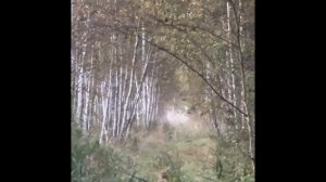 Сцена охоты на оленя с патроном Takho кал.300 Win Mag