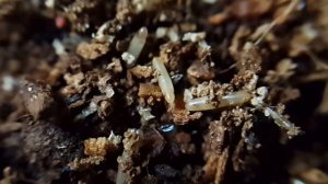 Рождение сверчка из яйца. The Birth hatching of cricket eggs