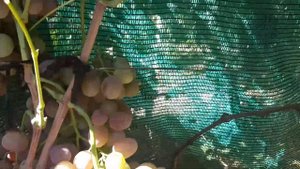 Виноград Хамелеон