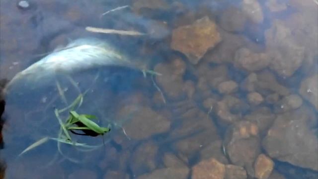 Огромный сом на реке волхов смотреть онлайн